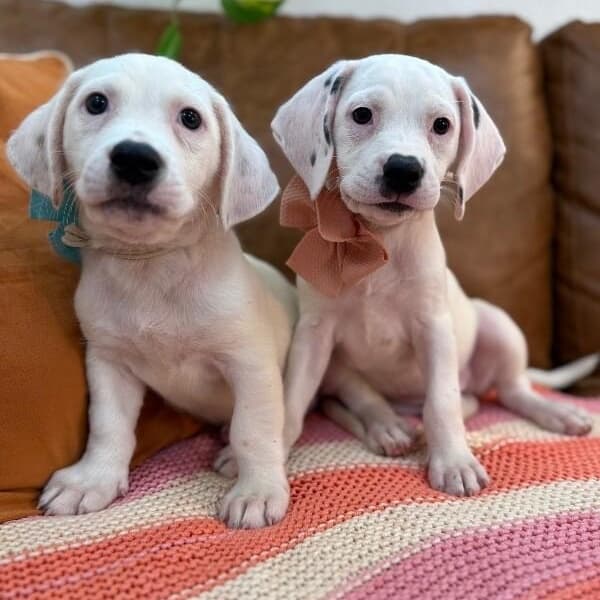 Strudel Pound Puppy media 4