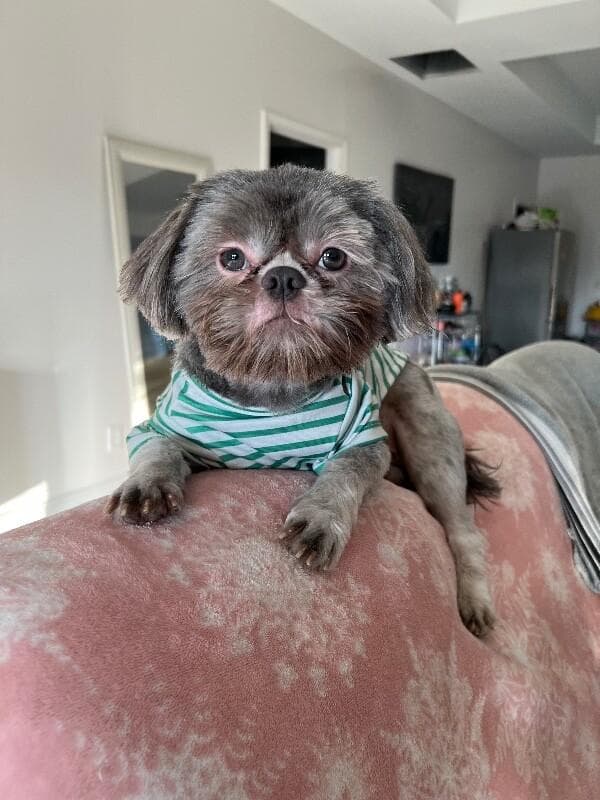 Diggie Doodlebug Hoverfluff media 2