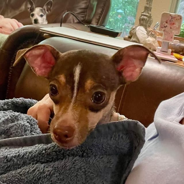Aspen & Celeste (BONDED PAIR) media 5