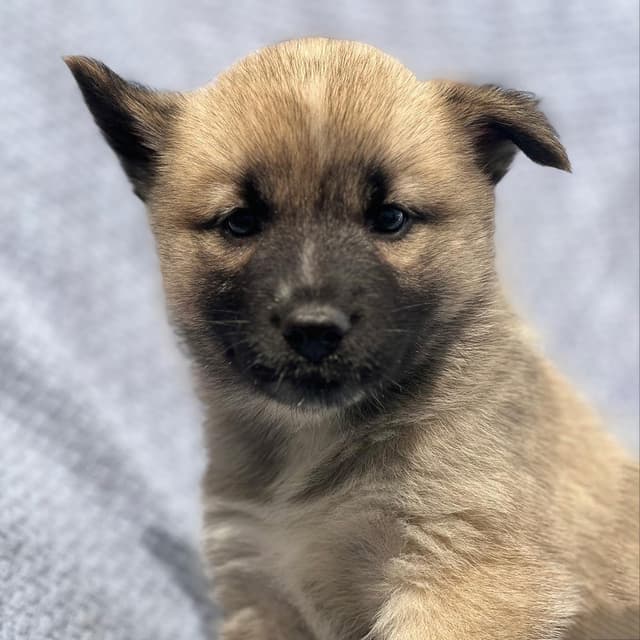 Marshmallow Pup - Ambrosia - Adopted! media 2