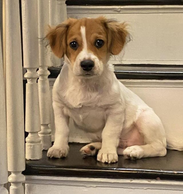 Biscuit (AL) media 3