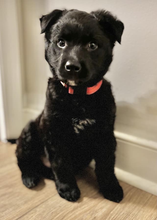 Sir Duke media 3