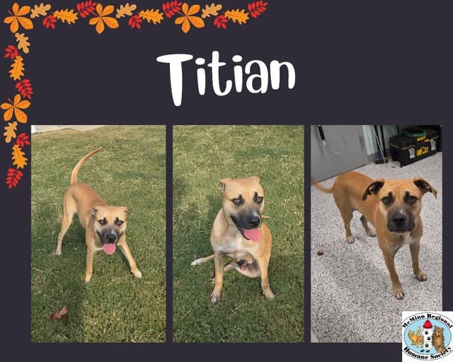 Titan media 3