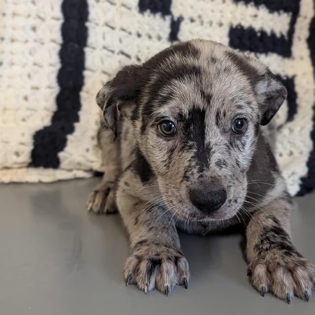 Puppy 1/ El Paso media 2