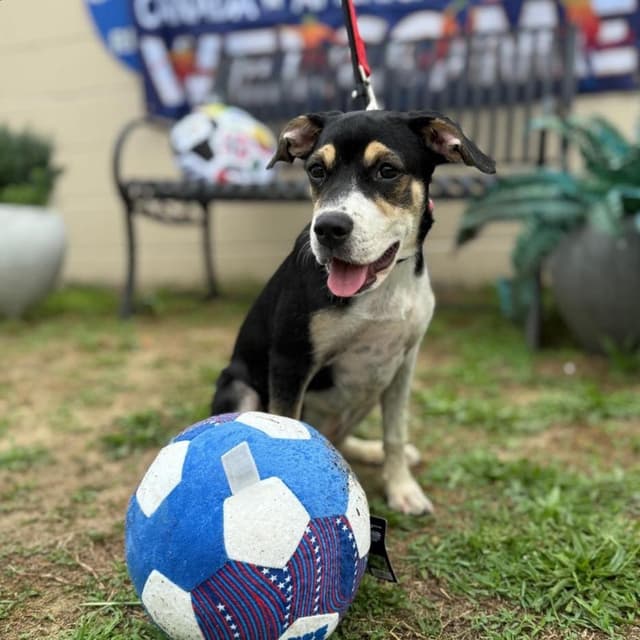 ROXI media 5
