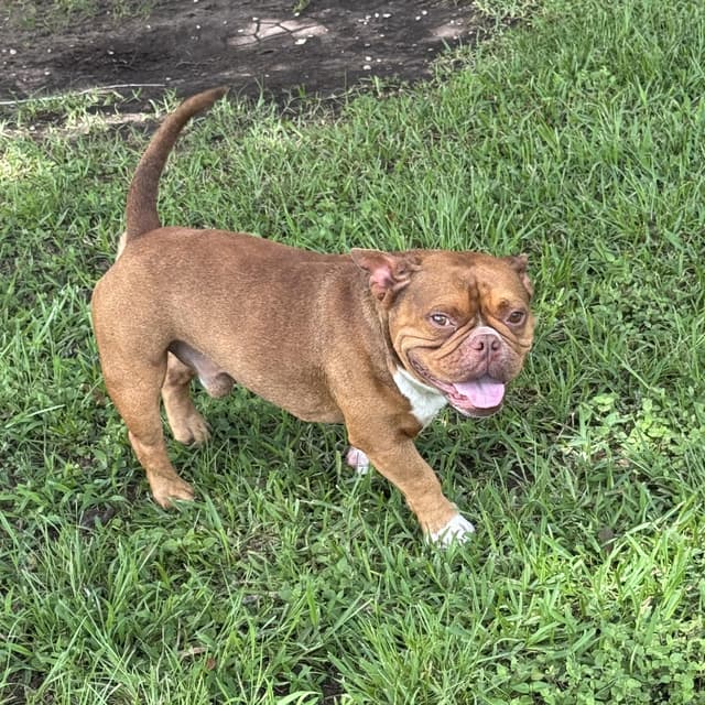 Gizmo (Sweet, Funny, Affectionate, Loves Kids) media 4