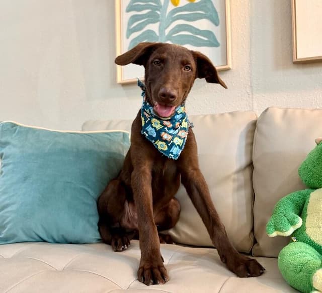 Anderson Beau One Good Pup media 3