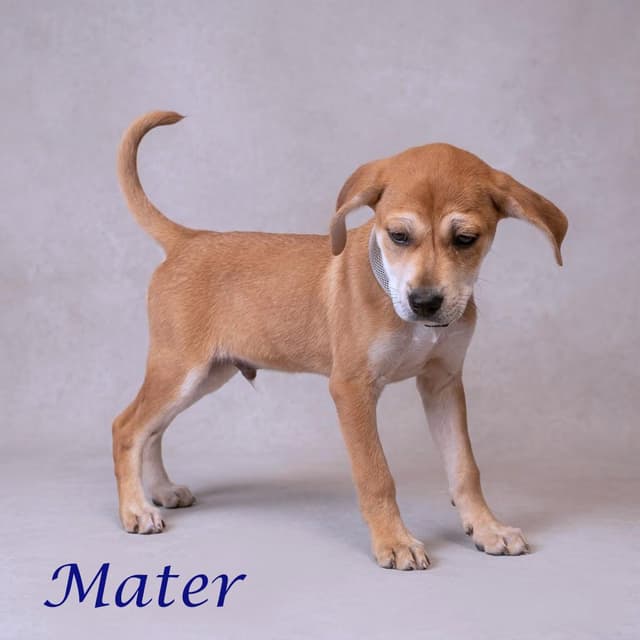 Mater D26-080 media 6