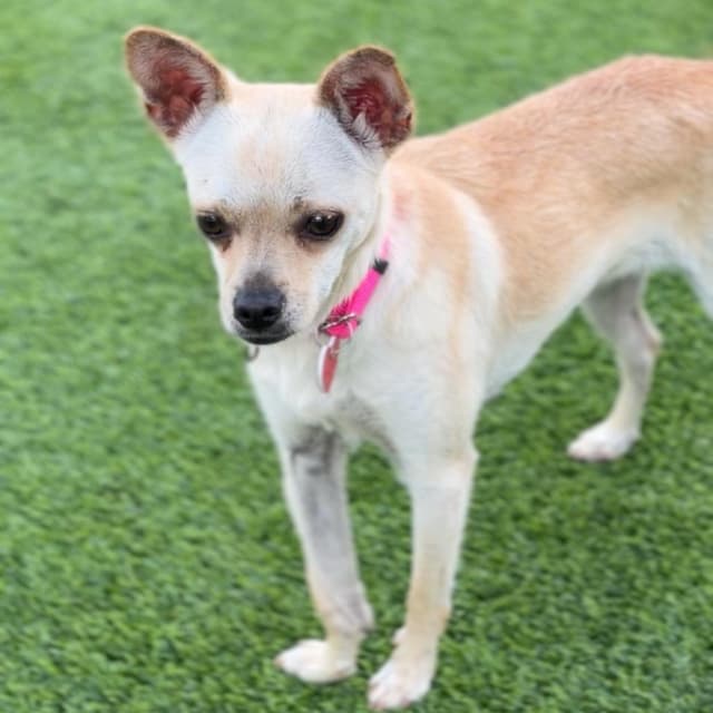 Lady A2280108 media 2