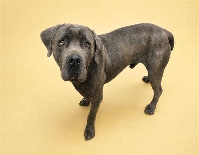 Gray - (Courtesy Post) Adopt Me! media 2