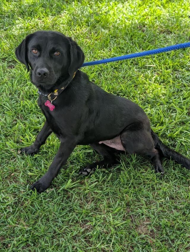 Dolly (blk lab) media 6