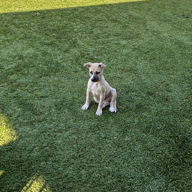 Audrey media 5