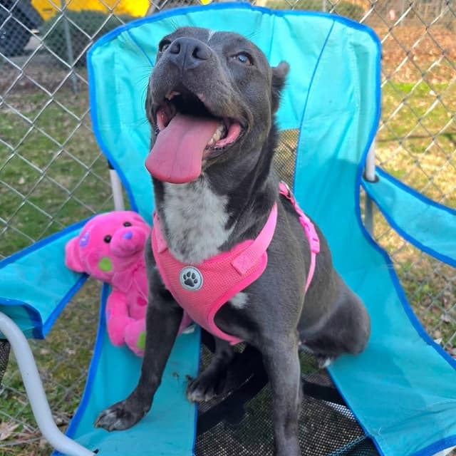 ELM 50 (Lil Blue) (Adoption Sponsored) media 5
