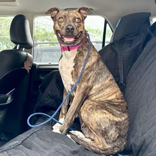 Rainee Bee The Brindle Beauty Sweetheart media 3