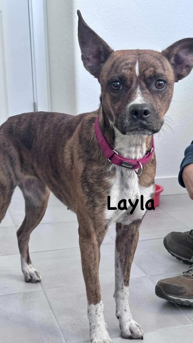 Layla media 3