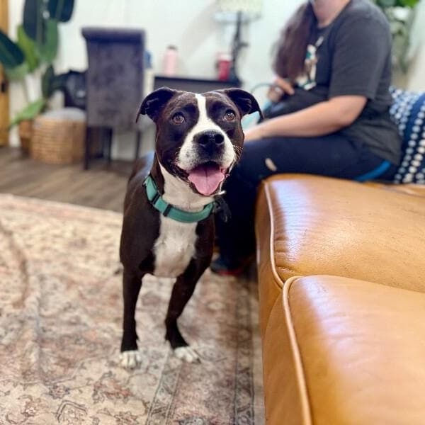 Molly the Itty Bitty Pittie media 3