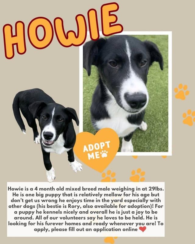 Howie media 2