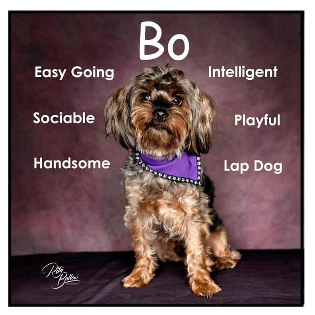 Bo media 2