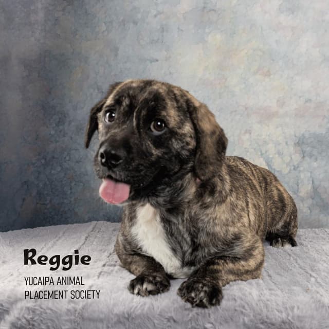 Reggie media 3
