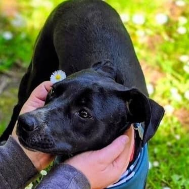 Dahlia Daisy Flower the MINI Lab media 4