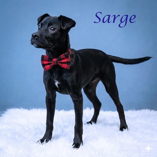 Sarge D26-125 media 2