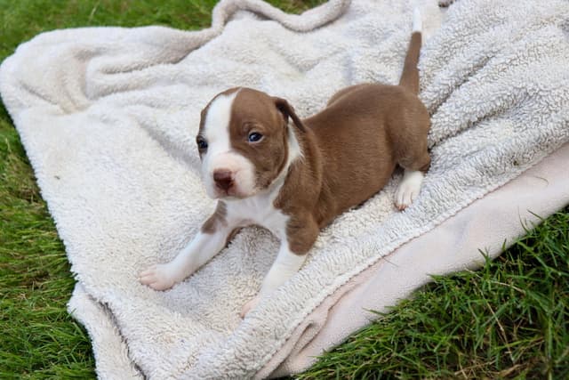 Bam Bam - The Little Pup Who Makes a Big Impact! media 3
