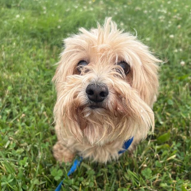 Max(bonded to Angel) media 2
