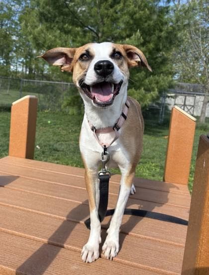 Canoli - Available in Foster media 2