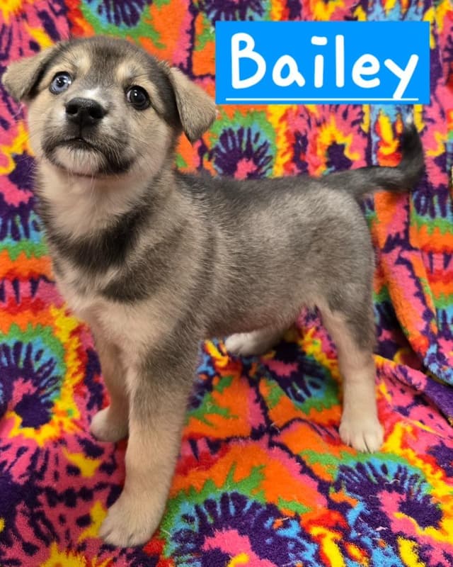 Bailey media 2