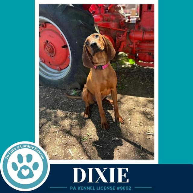 Dixie 041126 media 3