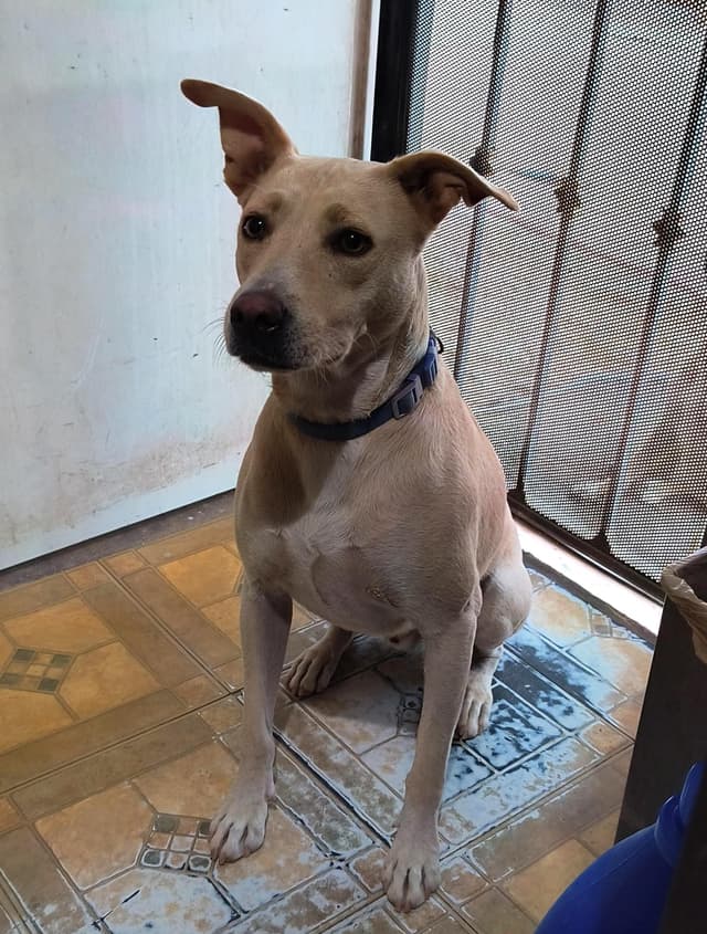 Dobby (2) media 2