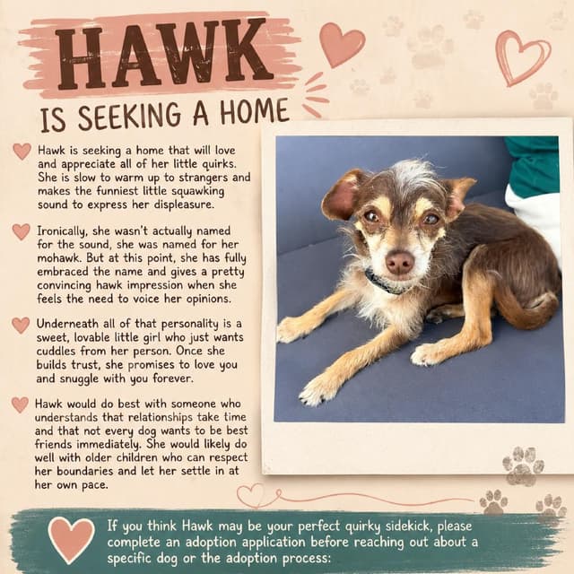Hawk media 2