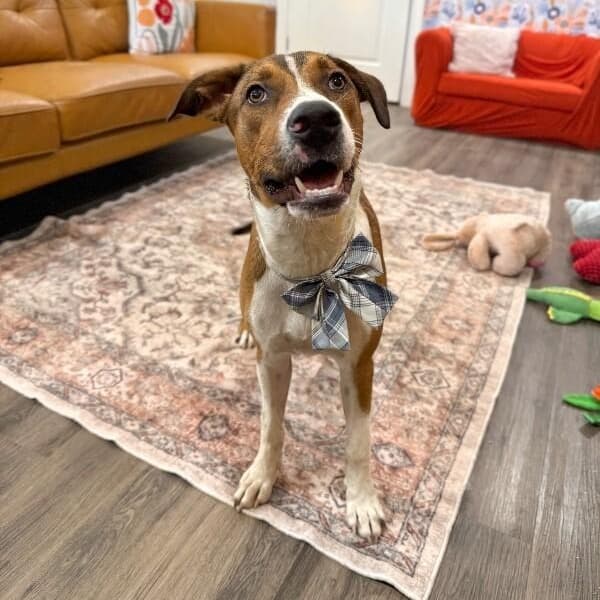 George the Goodest Boy media 4
