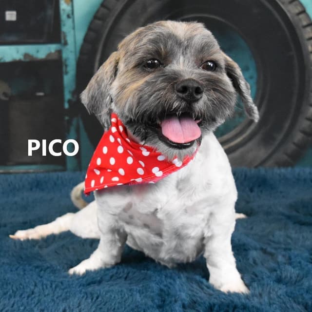 Pico/Lola media 3
