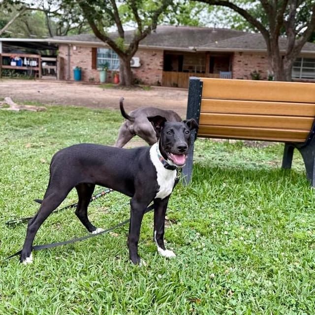 Onyx Baby the Sweet Boy Special media 5