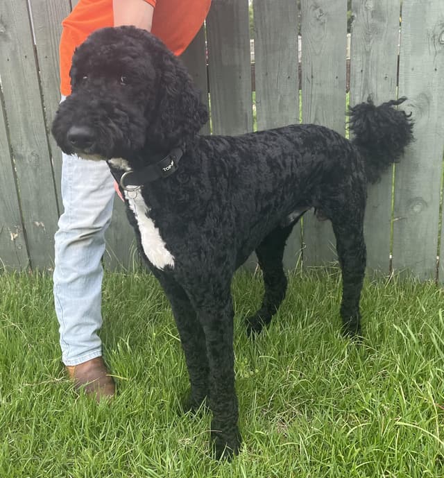 Roko the Magnificent media 4