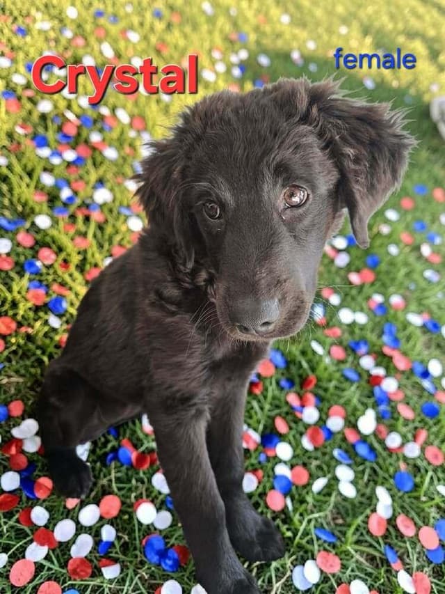 Crystal media 3