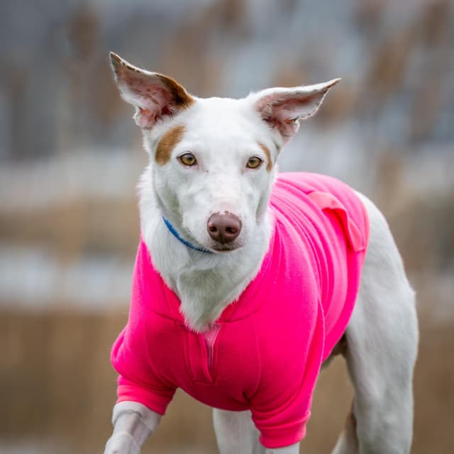 Vixen (Loves other dogs. Adoption Fee Sponsored) media 3