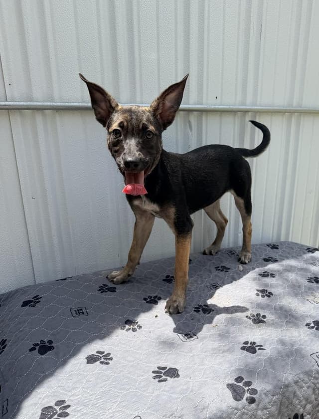 All-Star Soccer Litter - Bunny Shaw - Located in FL media 3