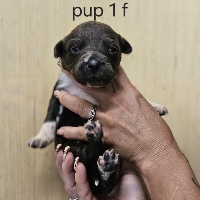 Goldieloxx Pup- Millie media 3