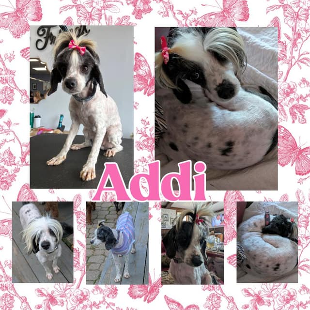 Addi media 4