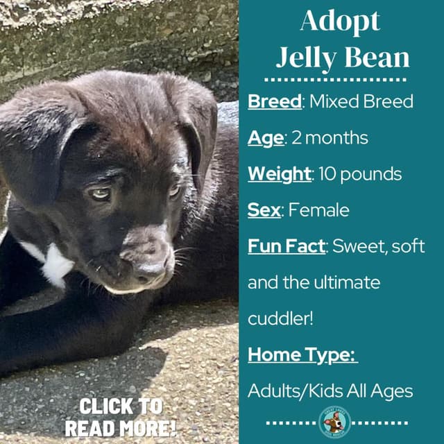 JellyBean media 4