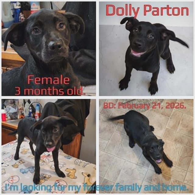 Dolly Parton media 4