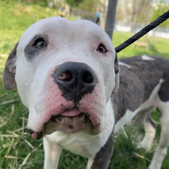Lunk ~ FOSTER OR ADOPT! media 3