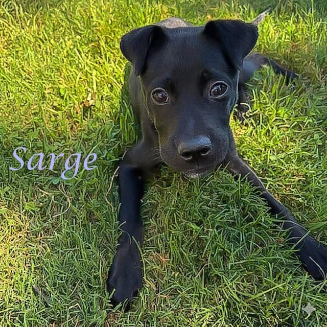 Sarge D26-125 media 3