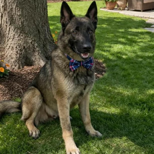 RAMBO GS media 2
