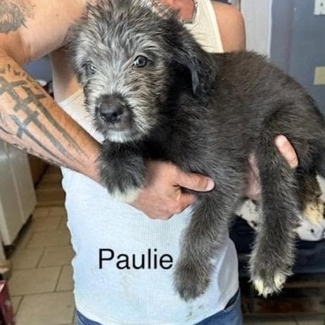 Paulie (P Litter) media 4