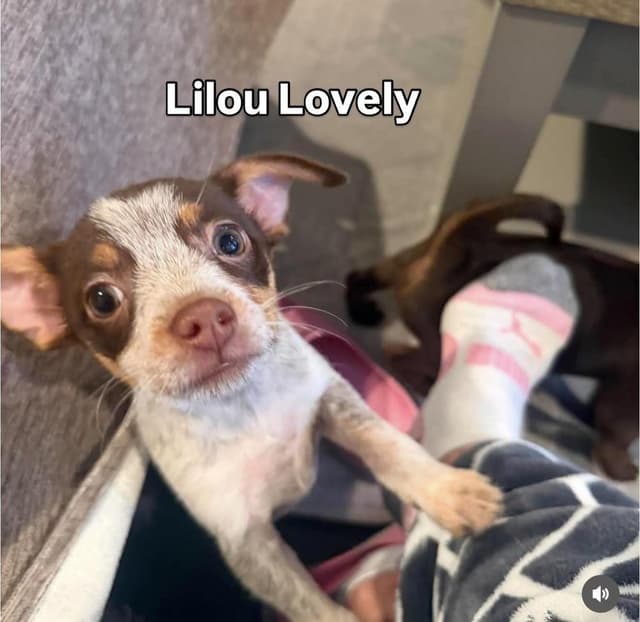 Lilou lovely media 4