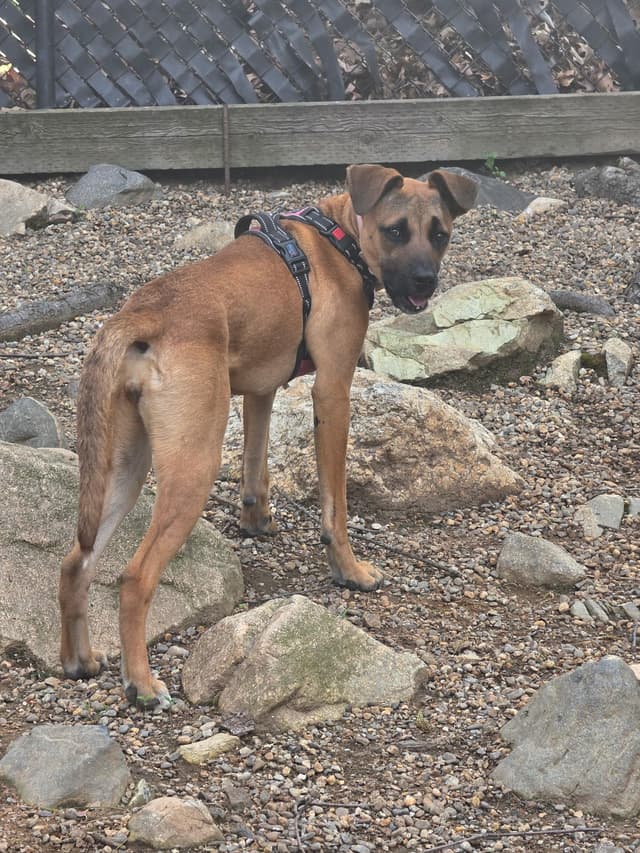 Noelle (Hiking Companion, Affectionate, Trained) media 4