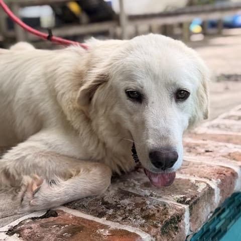 Sugar - Sweet, Affectionate and Loving media 2